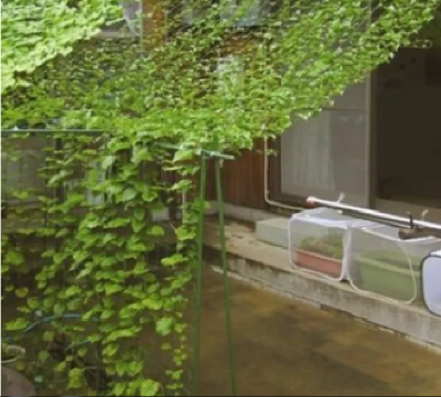 Picture of Agricultural Plants Trellis Net# Garden Climbing Plants Protect Netting (৮বাই ৫৫ হাত)