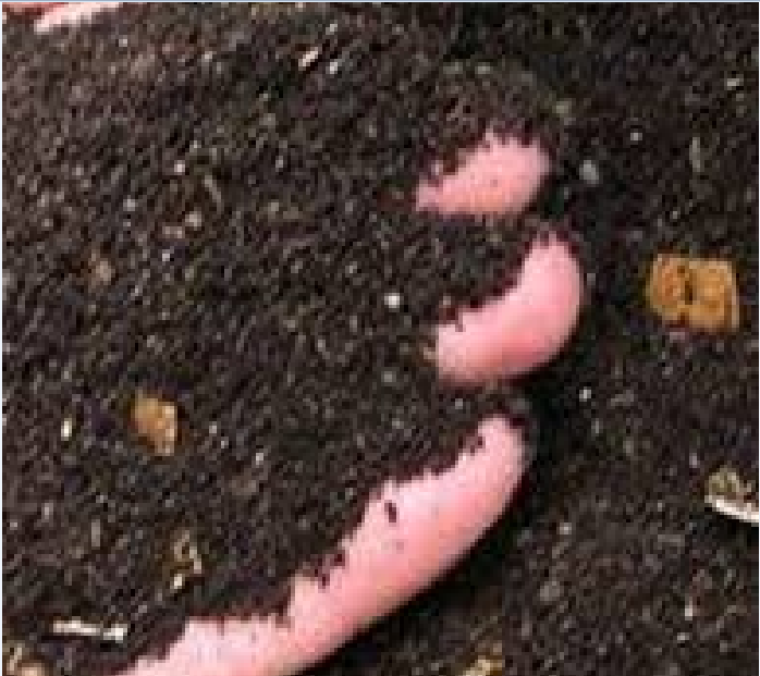 Picture of Vermicompost # ভার্মিকম্পোস্ট গন্ধ বিহীন কেঁচো বিহীন  ৩ কেজি প্যাক