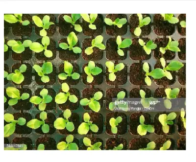 Picture of Seedling tray(চারা ট্রে) 110GM,104 HOLE, HARD PLASTIC 12.5" X 19" (1 PCS)
