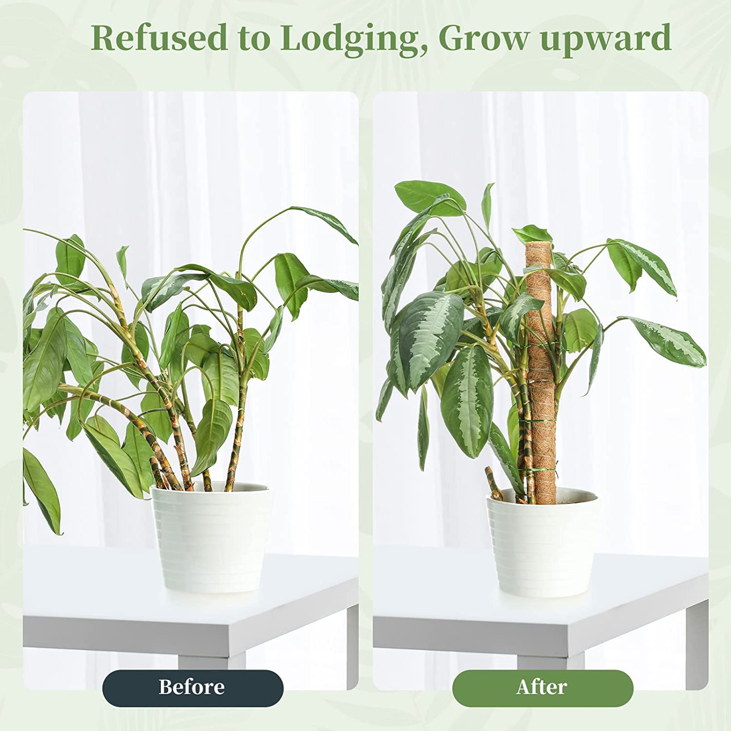 Picture of Coco Pole#Cocopeat Stick for indoor Plant 1 pcs 36Inchi