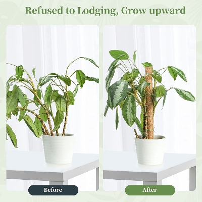 Picture of Coco Pole#Cocopeat Stick for indoor Plant 1 pcs 36Inchi