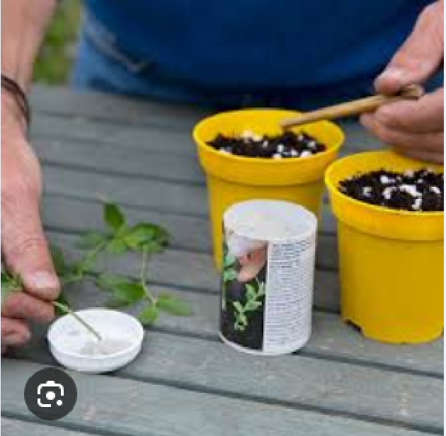 Picture of Root Hormone 10g Re-pack