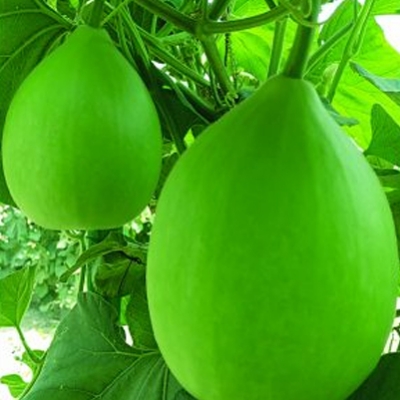 Picture of হাইব্রিড বিন্দু লাউ ছাঁদ কৃষির উপযোগী  বীজ প্যাক ।