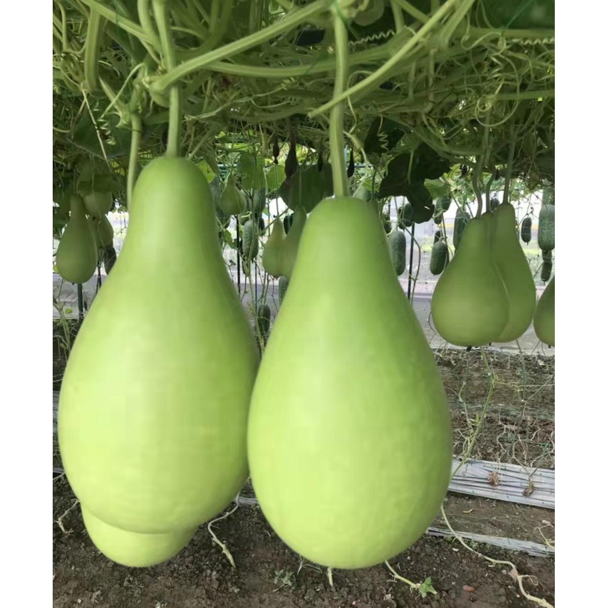 Picture of Hybrid F1 Round Bottle Gourd(DugDugi) 5 Seeds