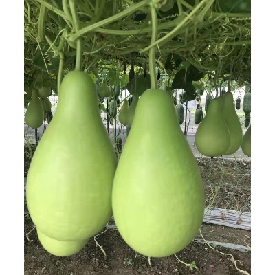 Picture of Hybrid F1 Round Bottle Gourd(DugDugi) 5 Seeds