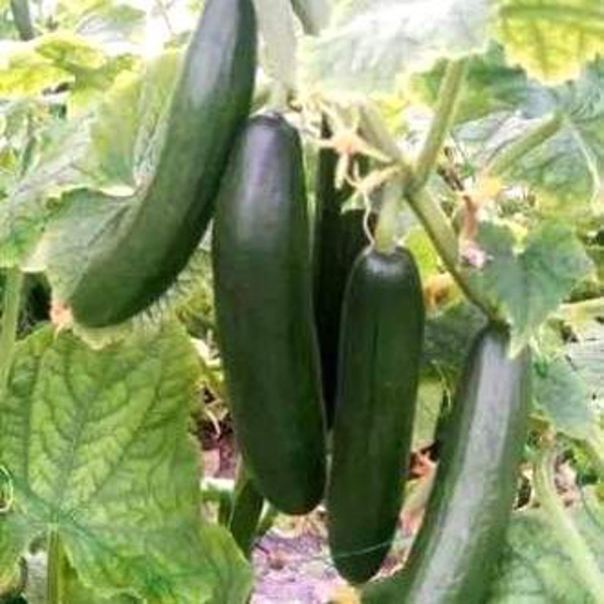 Picture of এরাবিয়ান শসা ১০ টি বীজ