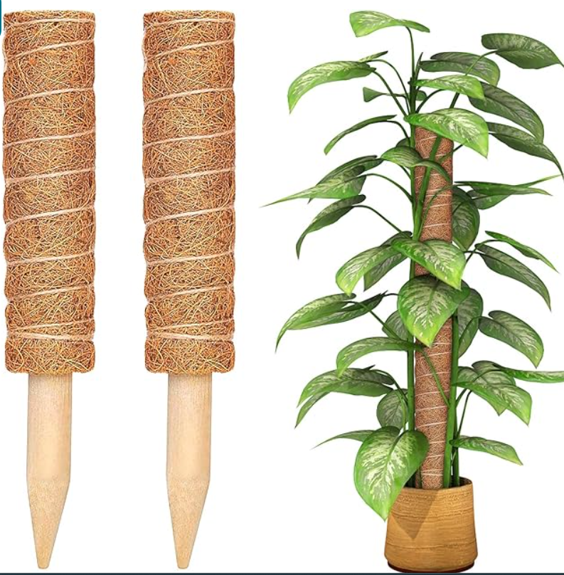 Picture of Coco Pole -indoor plant support 24 Inchi 1 pics