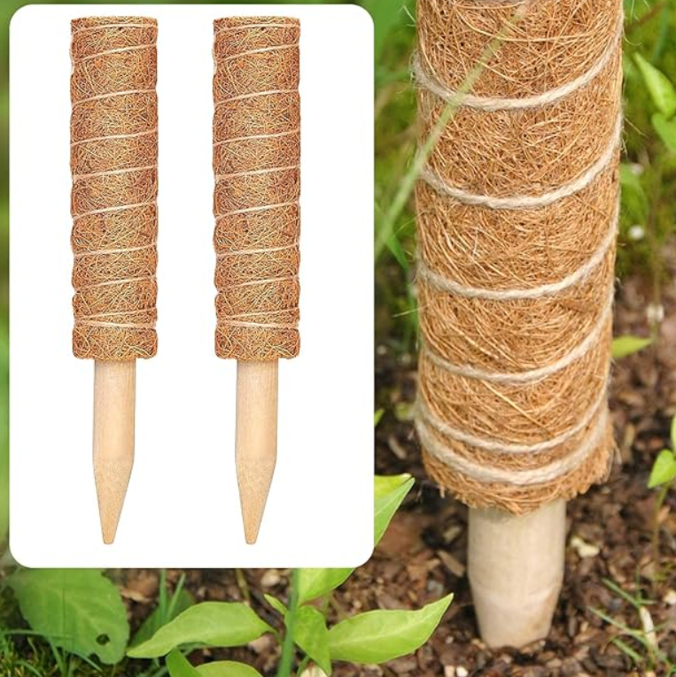 Picture of Coco Pole -indoor plant support 24 Inchi 1 pics