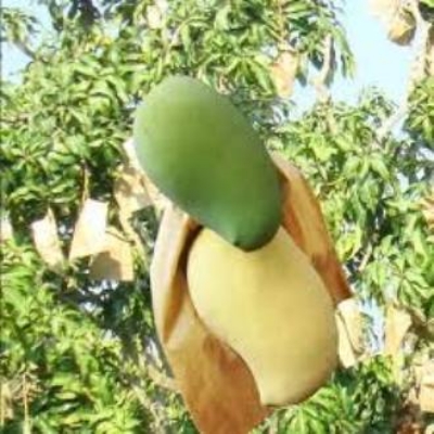 Picture of Mango fruit protection bag 50 Pcs