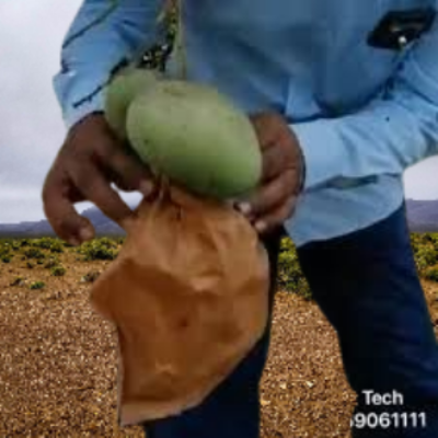 Picture of Mango fruit protection bag 50 Pcs