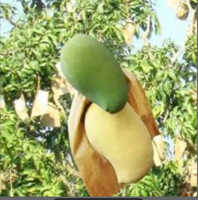 Picture of Mango fruit protection bag 50 Pcs