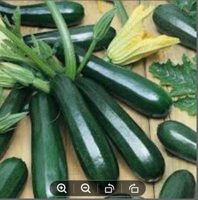 Picture of Squash Seeds -Black Beauty Zucchini 10 seeds