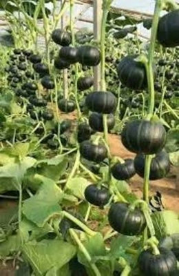 Picture of Japanese Pumpkin Seeds For Mini Chestnut Pumpkin Vegetables Seeds for Gardening Bonsai Seeds Real Plant Seed Live plants 10 seeds - Vegetable Seeds for Planting - Easy to grow