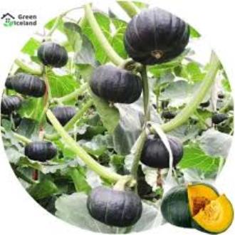 Picture of Japanese Pumpkin Seeds For Mini Chestnut Pumpkin Vegetables Seeds for Gardening Bonsai Seeds Real Plant Seed Live plants 10 seeds - Vegetable Seeds for Planting - Easy to grow