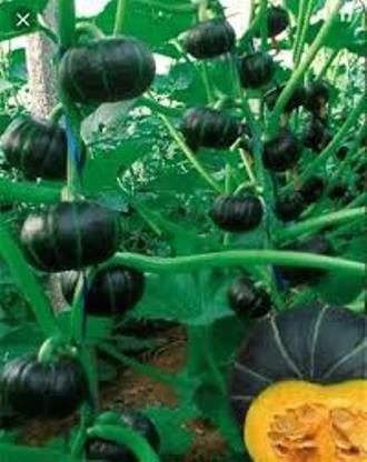 Picture of Japanese Pumpkin Seeds For Mini Chestnut Pumpkin Vegetables Seeds for Gardening Bonsai Seeds Real Plant Seed Live plants 10 seeds - Vegetable Seeds for Planting - Easy to grow