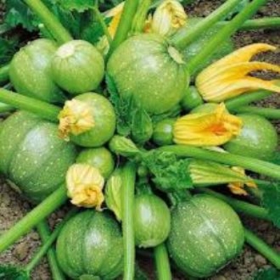Picture of 10 Seeds Zucchini Courgette Squash Round Vegetable Plant Organic Heirloom