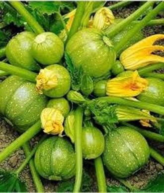 Picture of 10 Seeds Zucchini Courgette Squash Round Vegetable Plant Organic Heirloom