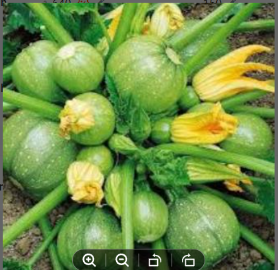 Picture of 10 Seeds Zucchini Courgette Squash Round Vegetable Plant Organic Heirloom