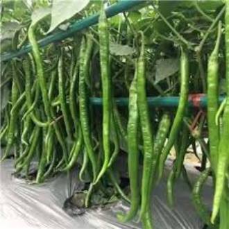 Picture of Chili Long chilli Chang Long 56(All year Round Planting 20 seeds Pack)