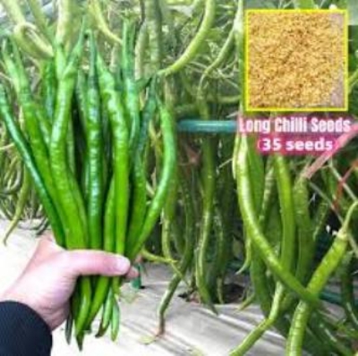 Picture of Chili Long chilli Chang Long 56(All year Round Planting 20 seeds Pack)