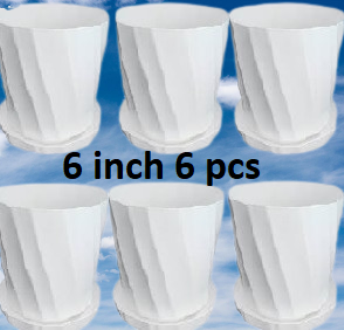 Picture of Camelia White Planter 6 Inchi 6 Pcs with Tray