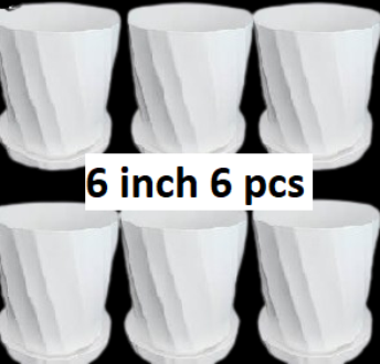 Picture of Camelia White Planter 6 Inchi 6 Pcs with Tray