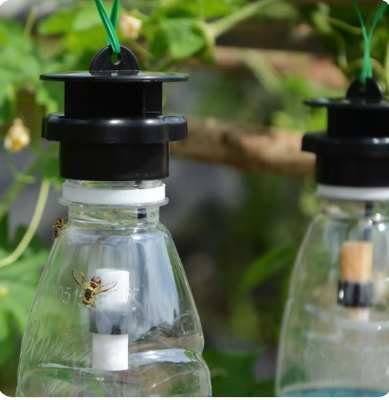 Picture of Fruit Fly Trap with Attractant Effective Easy Organic Lure Pest Control