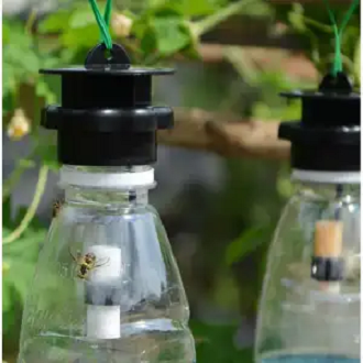 Picture of Fruit Fly Trap with Attractant Effective Easy Organic Lure Pest Control