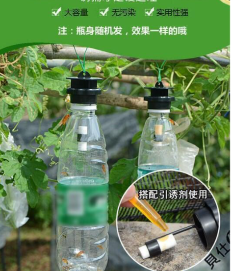 Picture of Fruit Fly Trap with Attractant Effective Easy Organic Lure Pest Control