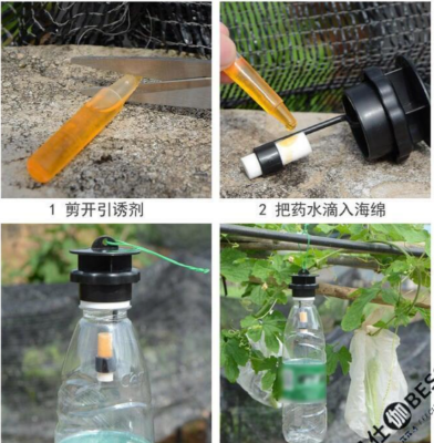 Picture of Fruit Fly Trap with Attractant Effective Easy Organic Lure Pest Control