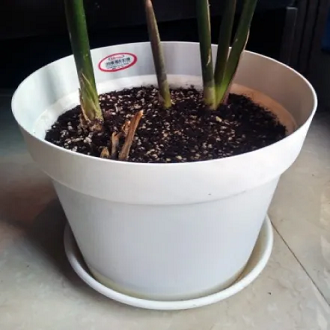 Picture of 10 Inchi White coler Mat Tob With Tray 3 pcs