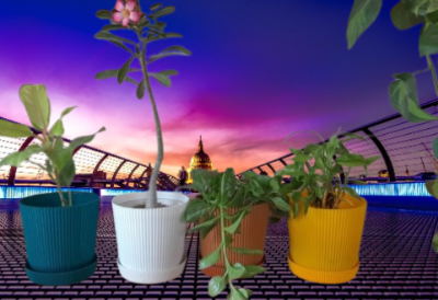 Picture of Colourfull Indoor Platers( 5 Pcs 6 Inchi With tray)