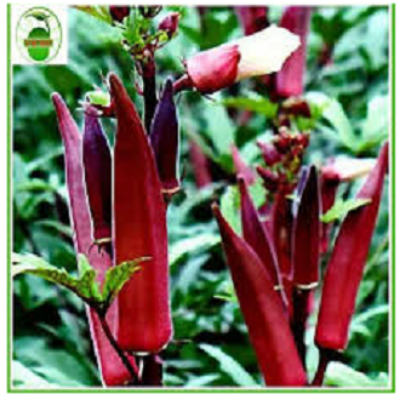 Picture of Red Okra 20 Seeds