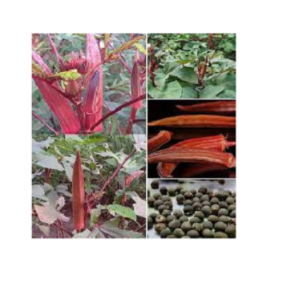Picture of Red Okra 20 Seeds