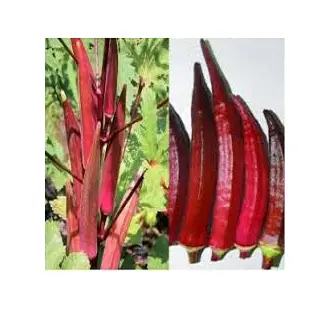 Picture of Red Okra 20 Seeds