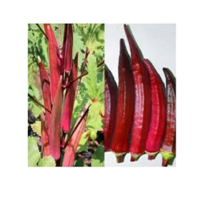 Picture of Red Okra 20 Seeds