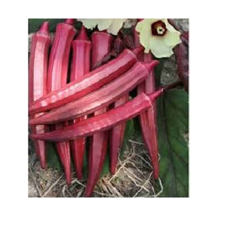 Picture of Red Okra 20 Seeds
