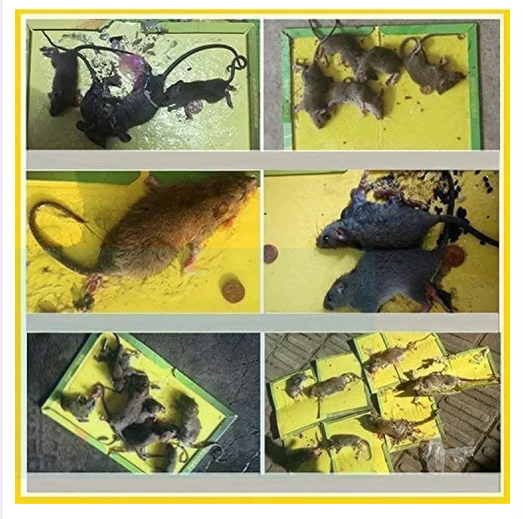 Picture of Non-toxic Mouse Rodent Rat Snake Bugs Catcher High Effective Sticky Glue Board Pest Control - 1 Pieces
