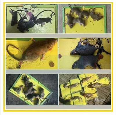 Picture of Non-toxic Mouse Rodent Rat Snake Bugs Catcher High Effective Sticky Glue Board Pest Control - 1 Pieces