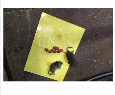 Picture of Non-toxic Mouse Rodent Rat Snake Bugs Catcher High Effective Sticky Glue Board Pest Control - 1 Pieces