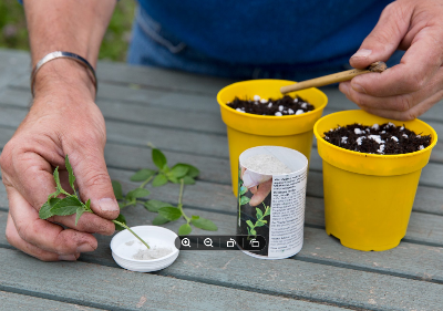 Picture of Rooting Hormone Powder 10 gram (Re-pack / Loose pack)