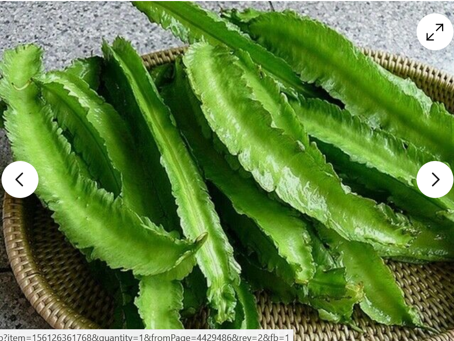 Picture of Winged Bean - Asian Bangladeshi Thai Vegetable, Goa/Angled/Wing Bean - 10 SEEDS