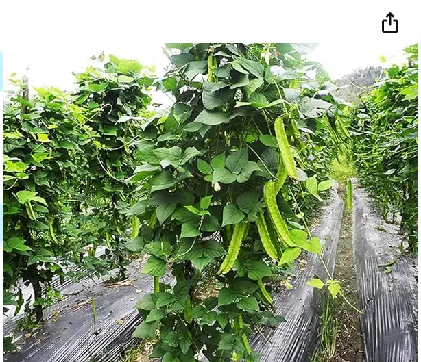 Picture of Winged Bean - Asian Bangladeshi Thai Vegetable, Goa/Angled/Wing Bean - 10 SEEDS
