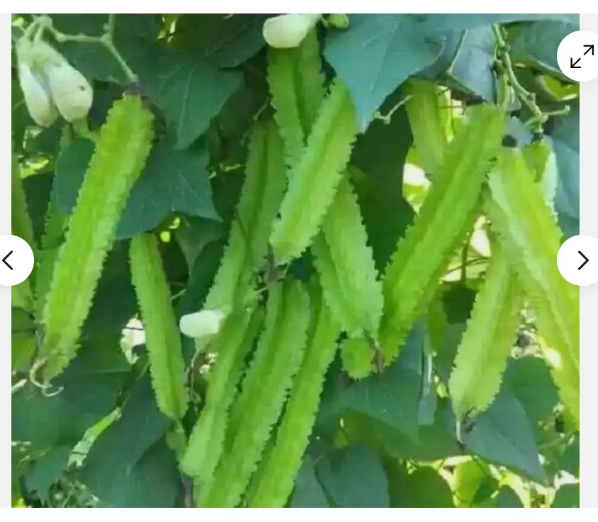 Picture of Winged Bean - Asian Bangladeshi Thai Vegetable, Goa/Angled/Wing Bean - 10 SEEDS