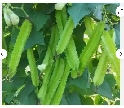 Picture of Winged Bean - Asian Bangladeshi Thai Vegetable, Goa/Angled/Wing Bean - 10 SEEDS