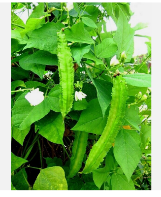 Picture of Winged Bean - Asian Bangladeshi Thai Vegetable, Goa/Angled/Wing Bean - 10 SEEDS