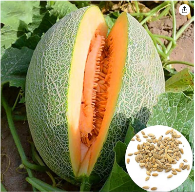 Picture of Hybrid orange red flash melon seeds 10 pcs