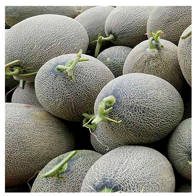 Picture of Hybrid orange red flash melon seeds 10 pcs