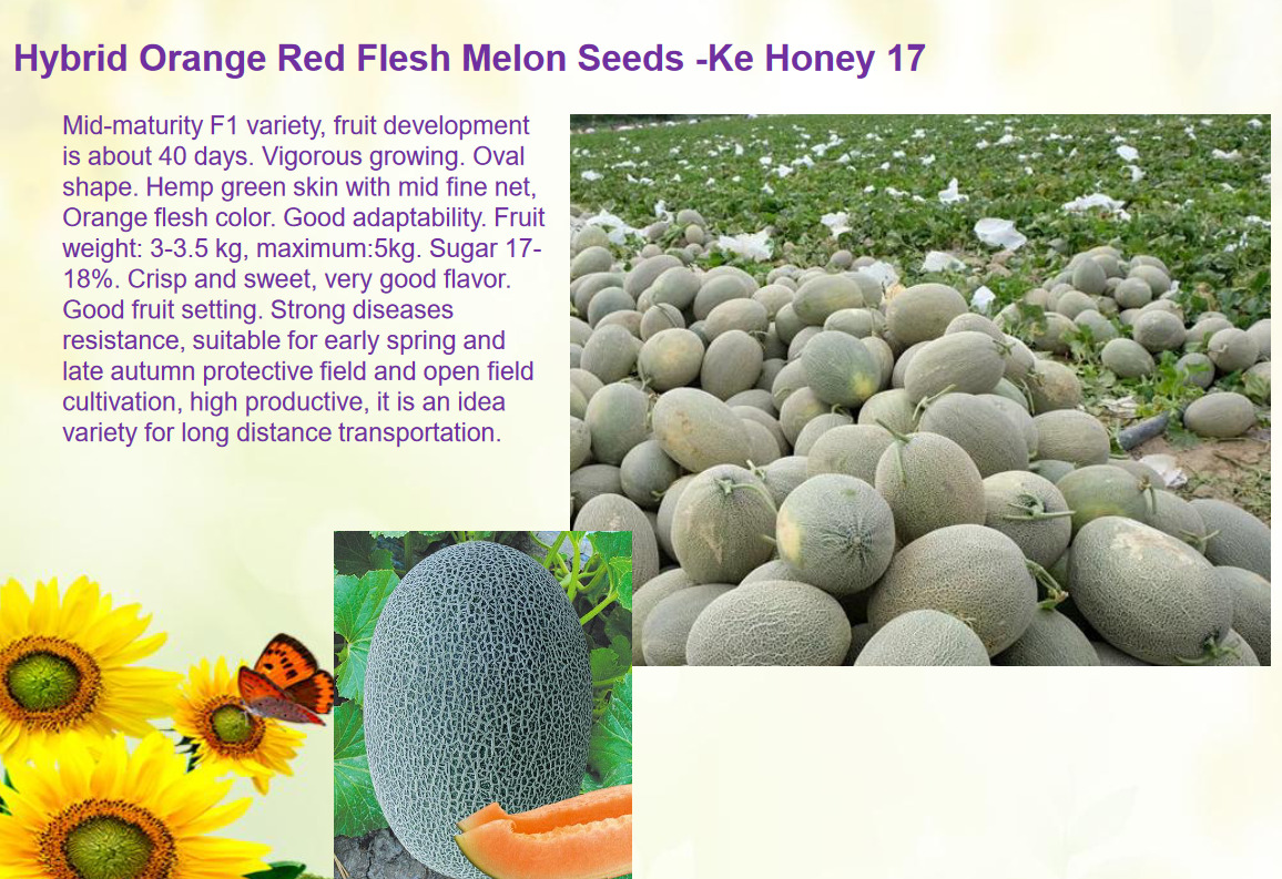 Picture of Hybrid orange red flash melon seeds 10 pcs
