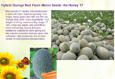 Picture of Hybrid orange red flash melon seeds 10 pcs
